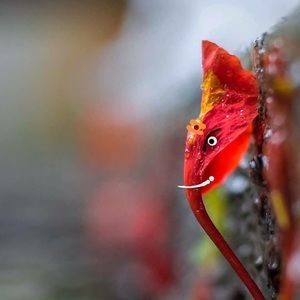 Meet your Posher, Foram